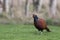 Pheasant, close up, portrait, grazing on grass and snow feeding during winter, january, in scotland