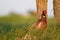 Pheasant cock stands in tall grass in a meadow. Spring, phasianus colchicus