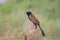 Pheasant Coucal