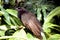 Pheasant Coucal  605756