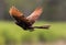 Pheasant Coucal Cuckoo of Australia