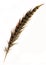 Pheasant feather