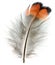 Pheasant feather