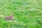 Pheasant female bird standing in grassland
