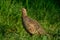 Pheasant female at grass