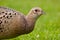 Pheasant Female Profile View of Hen Pheasant