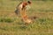 Pheasant fighting
