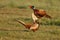 Pheasant fighting