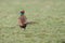 Pheasant fighting