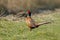 Pheasant fighting