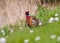 Pheasant among flowers