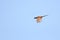 Pheasant flying in the sky