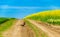 Pheasant on a graveled road on spring with green background and rope and blue sky