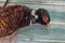 Pheasant head, male, ring necked or Common Pheasant ,Phasianus colchicus on a log with colourful background. Close up.