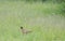 Pheasant hidden in the grass with a watchful eye, near the river Po, Cremona.