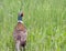 Pheasant hidden in the grass with a watchful eye, near the river Po, Cremona.