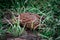 Pheasant hides in the grass before the rain