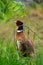 Pheasant at Holyrood Park,Edinburgh, Scotland