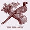 The pheasant. Illustration after a vintage woodcut engraving