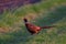 Pheasant look from the meadow, spring