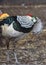 Pheasant male in breeding dress