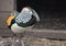 Pheasant male in breeding dress