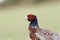 Pheasant male and female portrait