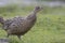 Pheasant male and female portrait