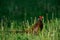 Pheasant in the meadow, spring