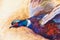Pheasant oil painting, impressionism painting, for background