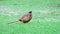 Pheasant (Phasianus colchicus)