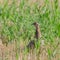 Pheasant Phasianus colchicus in the wild. Close up. The bird is hiding in the grass