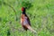 Pheasant Phasianus colchicus in the wild. Close up. The bird is hiding in the grass