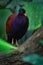 Pheasant pigeon, Otidiphaps nobilis, big dark violet bird in the nature forest habitat, New Guinea. Rare beautiful bird in the