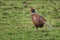 Pheasant in the rain