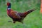 Pheasant running across a field