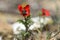 Pheasant& x27;s-eye & x28;Adonis annua& x29; in flower