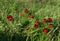 Pheasant`s eye Adonis cretica / microcarpa in flower, red form, may