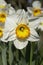 Pheasant`s Eye or Poet`s Narcissus, narcissus poeticus