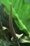 Pheasant's tail aka Anthurium schlechtendalii plant