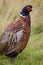 Pheasant in the Scottish Highlands