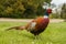 Pheasant standing in field