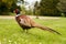 Pheasant standing in field