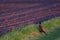 Pheasant standing on the field, spring