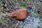 Pheasant standing in a pool of muddy water