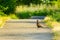 Pheasant standing on the sunlit footpath