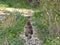 Pheasant strutting along a path