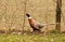 Pheasant strutting along wire fence