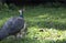 Pheasant Strutting Around in Field