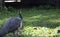 Pheasant Strutting In a Field